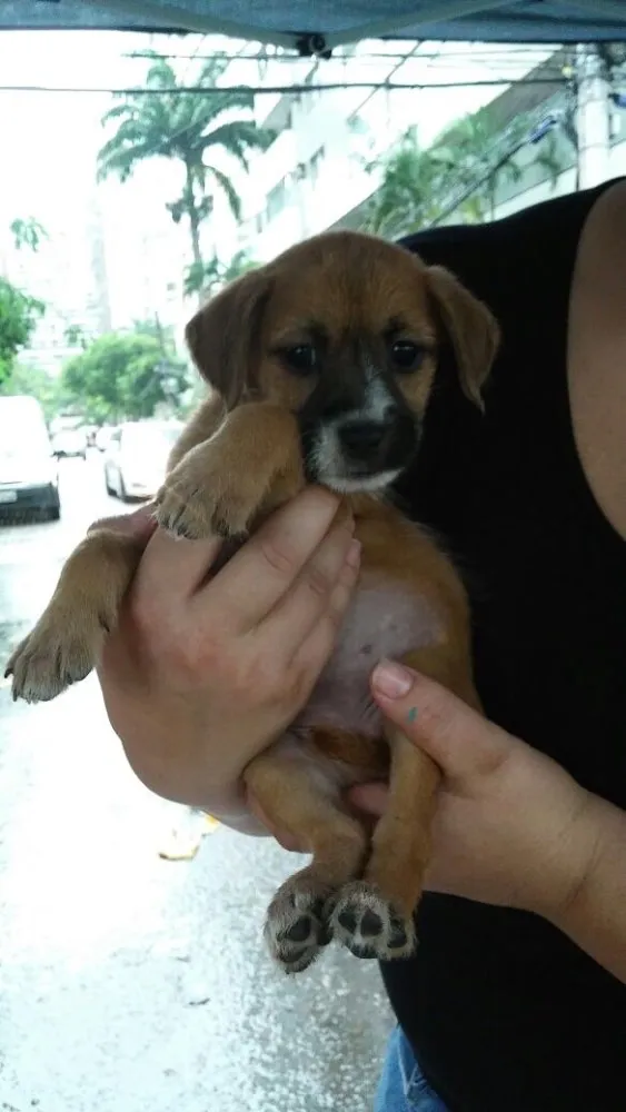 Cachorro raça Não definida  idade 2 a 6 meses nome Sem nome