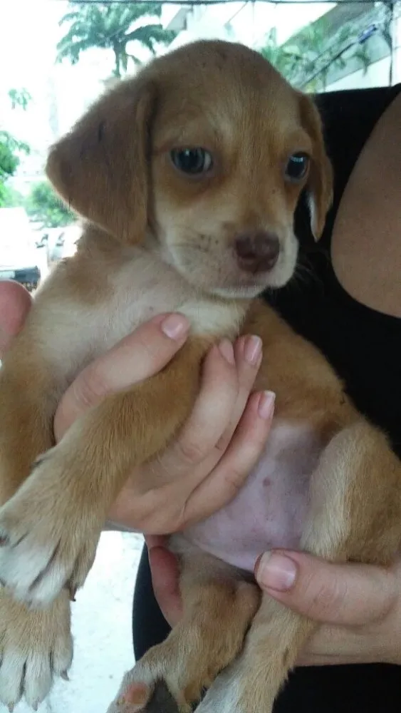 Cachorro raça Não definida  idade 2 a 6 meses nome Sem nome