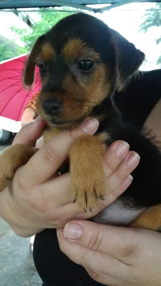 Cachorro raça Não definida  idade 2 a 6 meses nome Sem nome