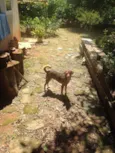 Tonico e Tinoco