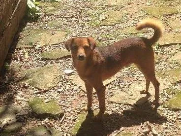 Cachorro raça Sem raça definida idade 2 a 6 meses nome Tonico e Tinoco