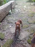 Tonico e Tinoco