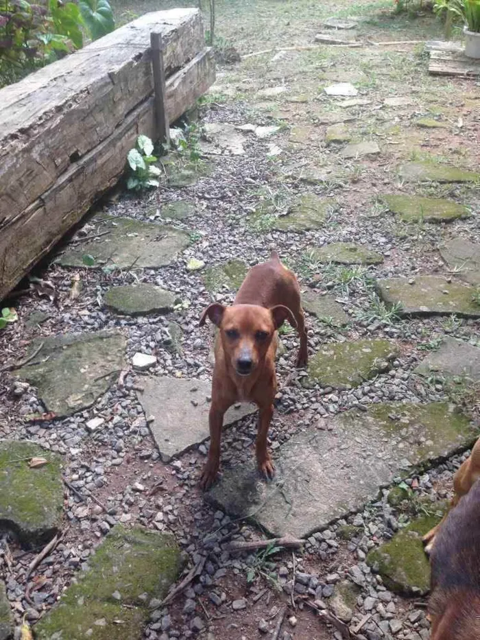 Cachorro raça Sem raça definida idade 2 a 6 meses nome Tonico e Tinoco