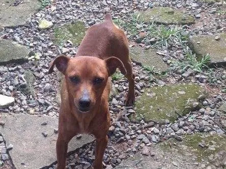 Cachorro raça Sem raça definida idade 2 a 6 meses nome Tonico e Tinoco