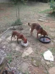 Tonico e Tinoco