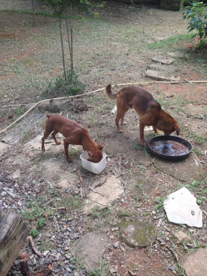 Cachorro raça Sem raça definida idade 2 a 6 meses nome Tonico e Tinoco