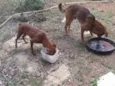 Tonico e Tinoco