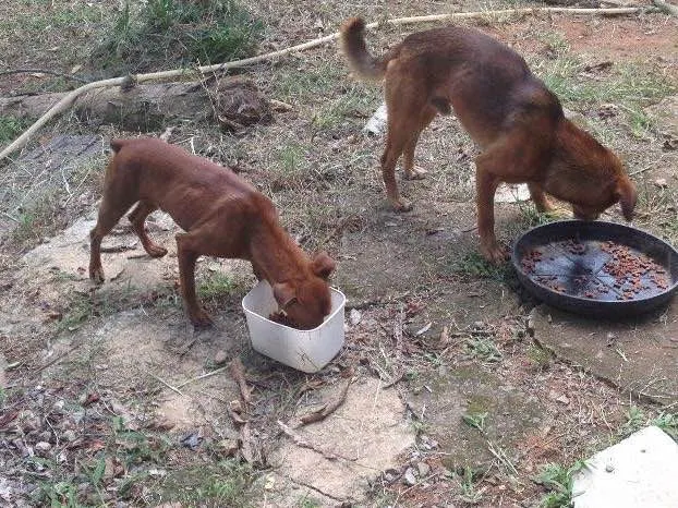 Cachorro raça Sem raça definida idade 2 a 6 meses nome Tonico e Tinoco
