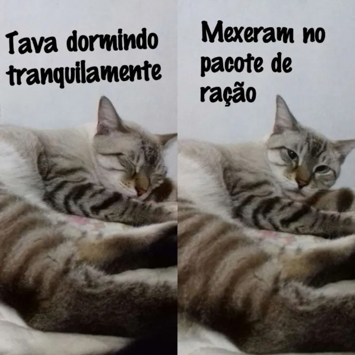 Cachorro raça Vira lata idade 2 anos nome Alice