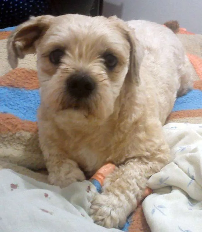 Cachorro raça Lhasa Apso idade 6 ou mais anos nome Bento