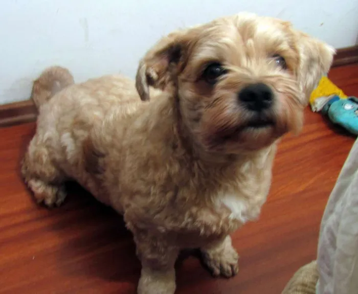Cachorro raça Lhasa Apso idade 6 ou mais anos nome Bento