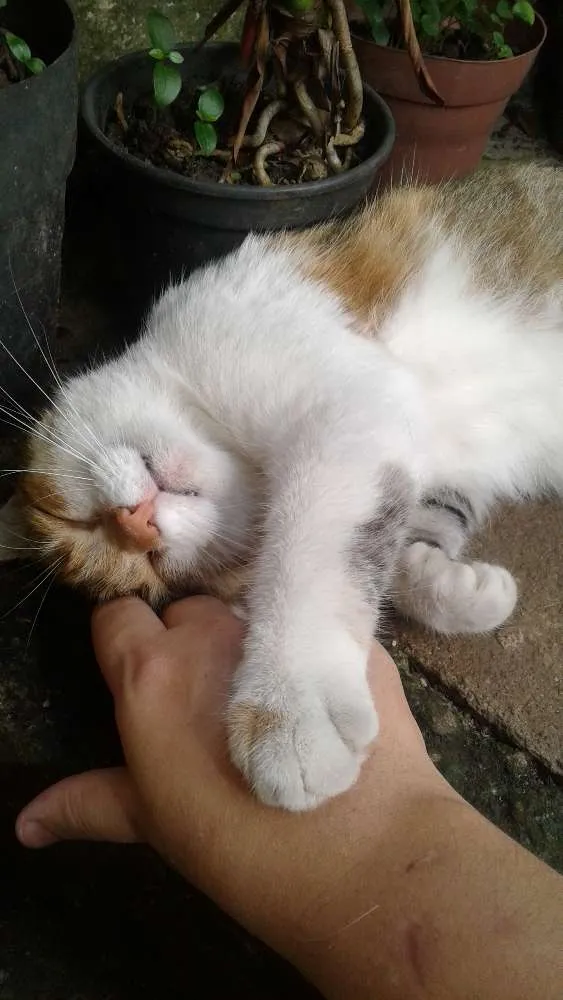 Gato ra a Srd idade 2 anos nome Princesa 