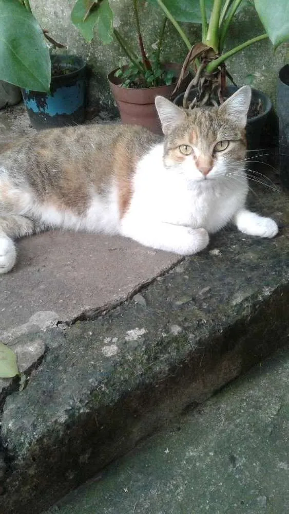 Gato ra a Srd idade 2 anos nome Princesa 