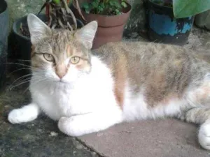 Gato raça Srd idade 2 anos nome Princesa 