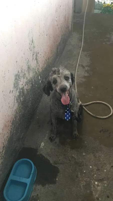 Cachorro raça Poodle idade 3 anos nome Luke