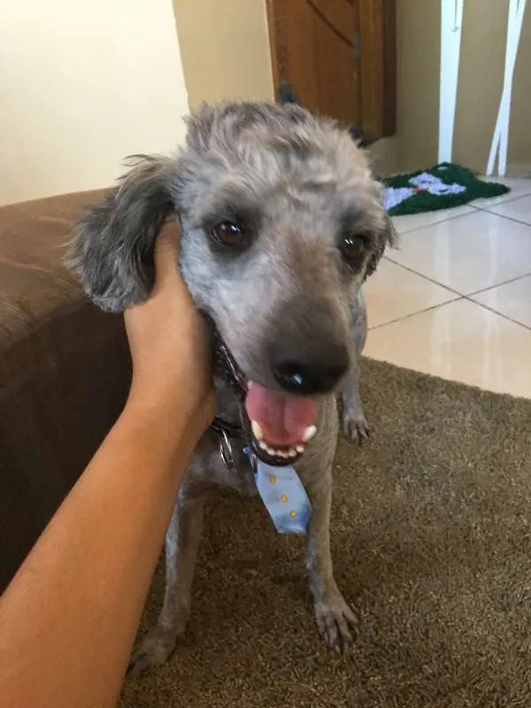 Cachorro raça Poodle idade 3 anos nome Luke