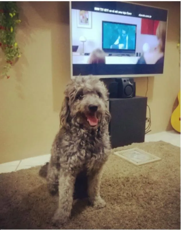 Cachorro raça Poodle idade 3 anos nome Luke