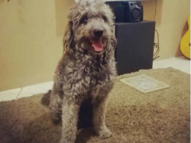 Cachorro raça Poodle idade 3 anos nome Luke