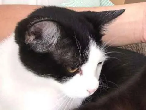 Gato ra a SRD idade 2 a 6 meses nome Marge