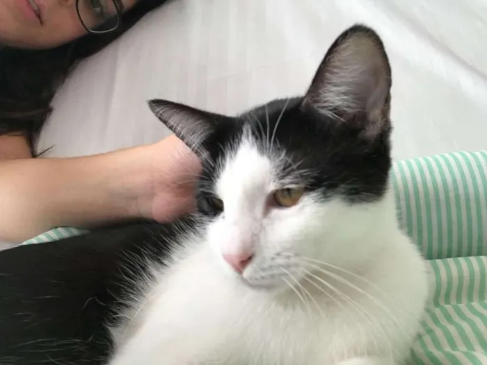 Gato ra a SRD idade 2 a 6 meses nome Marge