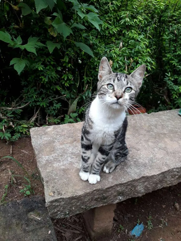 Gato ra a SRD idade 7 a 11 meses nome Roger