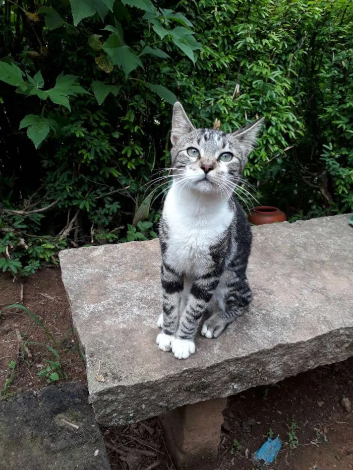 Gato ra a SRD idade 7 a 11 meses nome Roger