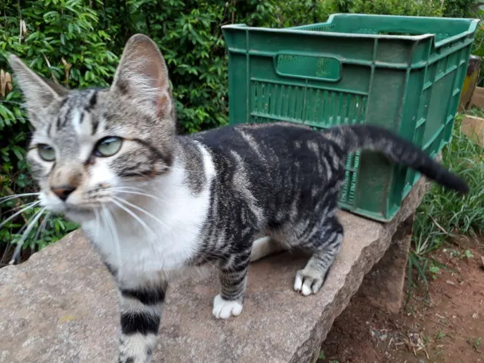 Gato ra a SRD idade 7 a 11 meses nome Roger