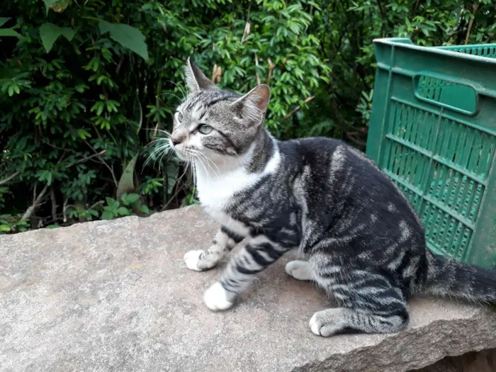 Gato ra a SRD idade 7 a 11 meses nome Roger