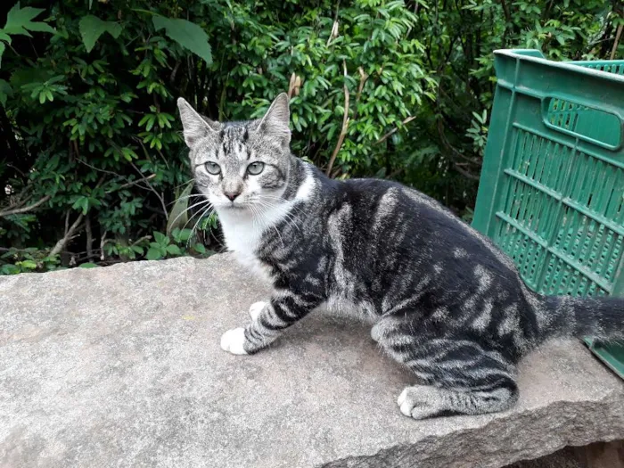 Gato ra a SRD idade 7 a 11 meses nome Roger