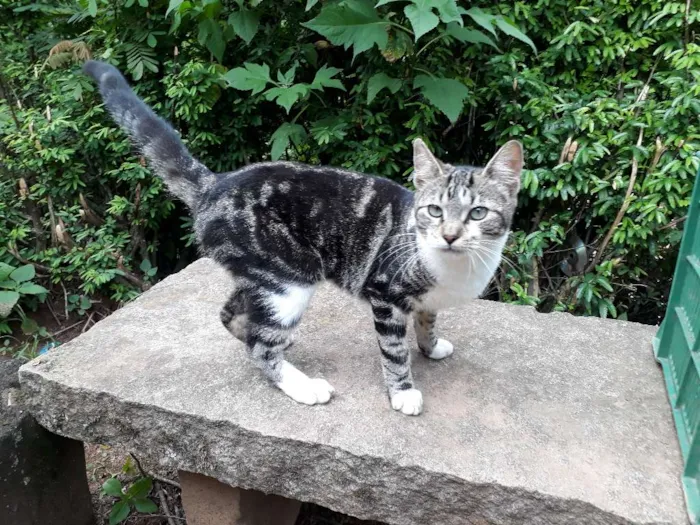 Gato ra a SRD idade 7 a 11 meses nome Roger