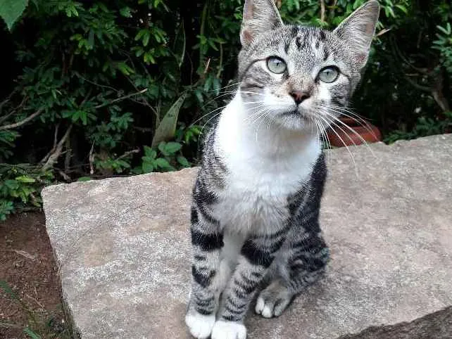 Gato ra a SRD idade 7 a 11 meses nome Roger
