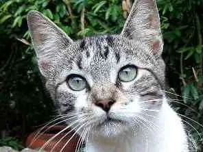 Gato ra a SRD idade 7 a 11 meses nome Roger