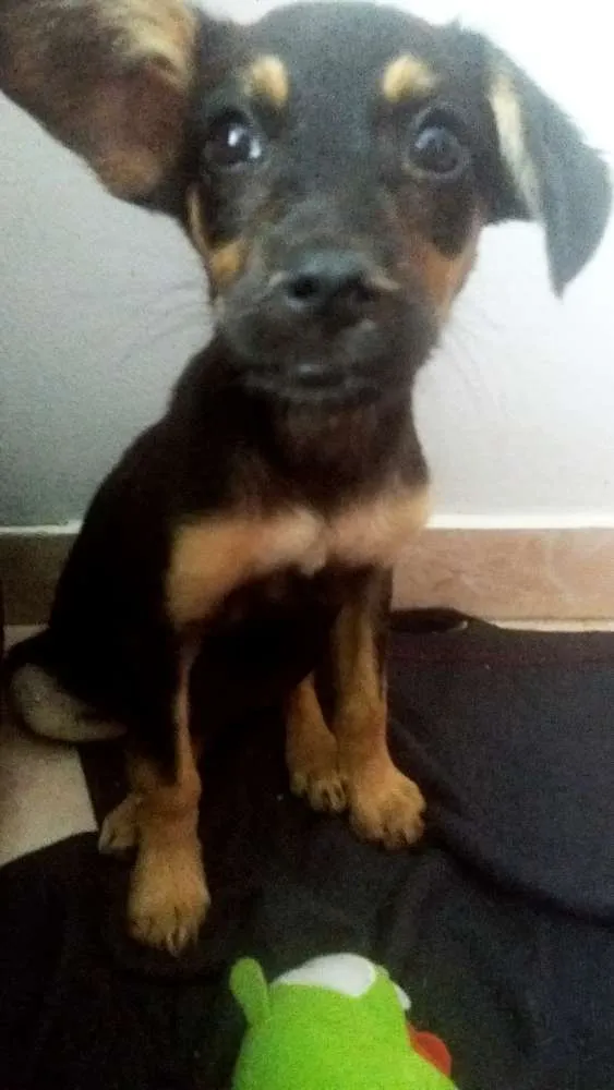 Cachorro ra a Misturada idade 2 a 6 meses nome Isa