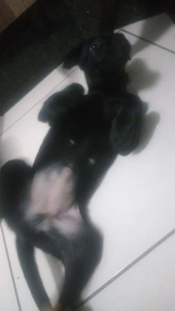 Cachorro ra a Indefinido idade 7 a 11 meses nome Pretinha