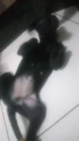 Pretinha