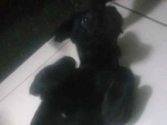 Cachorro ra a Indefinido idade 7 a 11 meses nome Pretinha