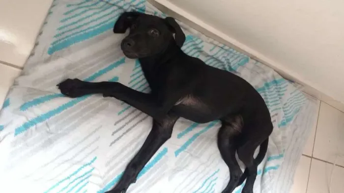 Cachorro ra a Indefinido idade 7 a 11 meses nome Pretinha