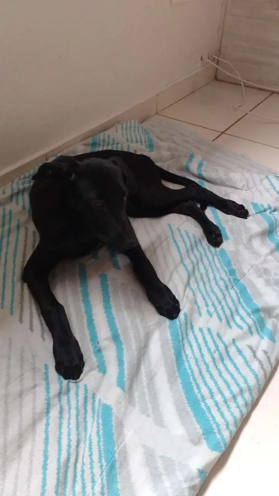 Cachorro ra a Indefinido idade 7 a 11 meses nome Pretinha