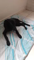 Pretinha