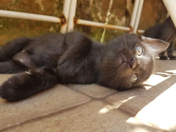 Gato ra a SRD idade 2 a 6 meses nome Açaí