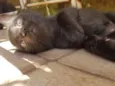 Açaí