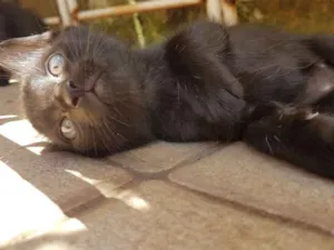 Gato raça SRD idade 2 a 6 meses nome Açaí