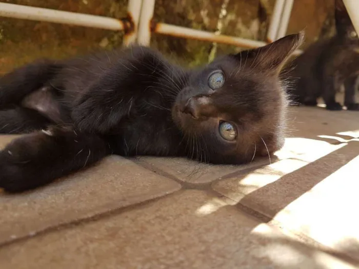 Gato ra a SRD idade 2 a 6 meses nome Cacau