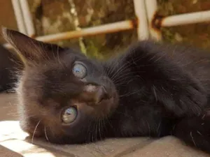 Gato raça SRD idade 2 a 6 meses nome Cacau