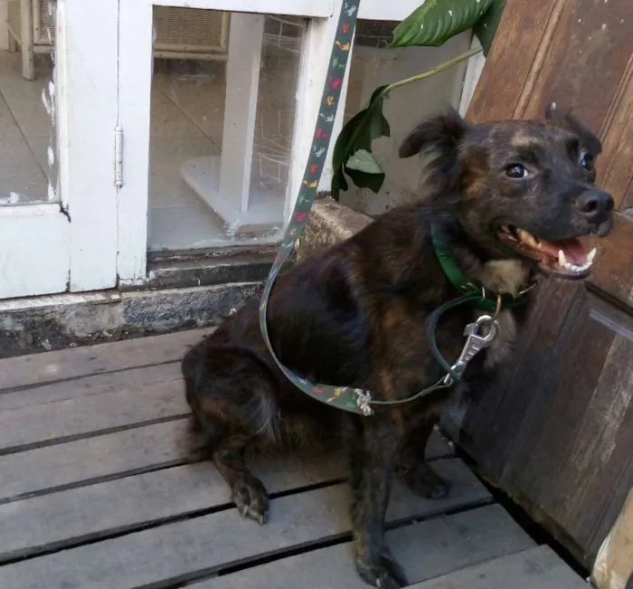 Cachorro raça Vira lata idade 3 anos nome Bob