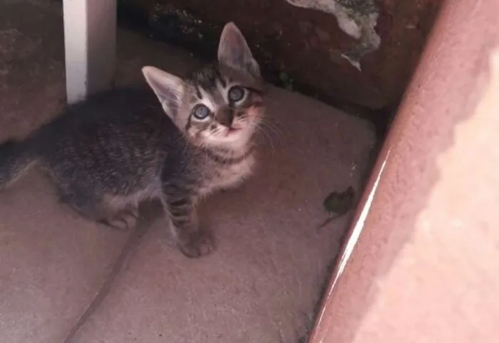 Gato ra a SRD idade 2 a 6 meses nome Caju
