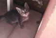 Caju
