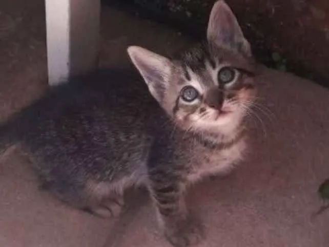Gato ra a SRD idade 2 a 6 meses nome Caju