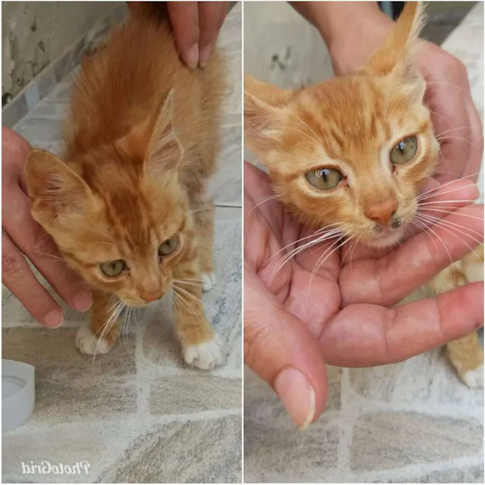 Gato raça  idade 2 a 6 meses nome .