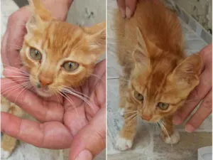 Gato raça  idade 2 a 6 meses nome .